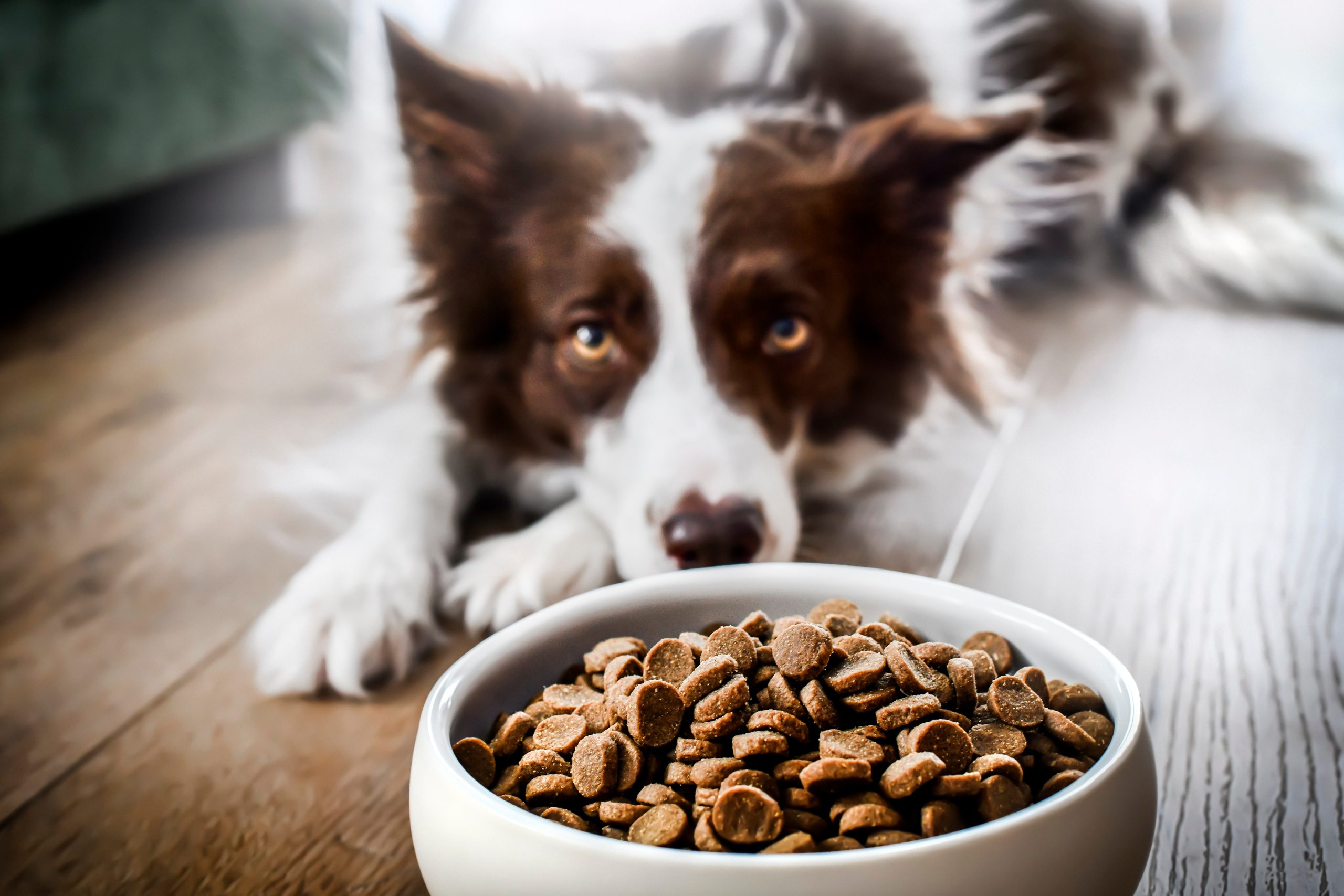 Nutrition Whisker And Woof